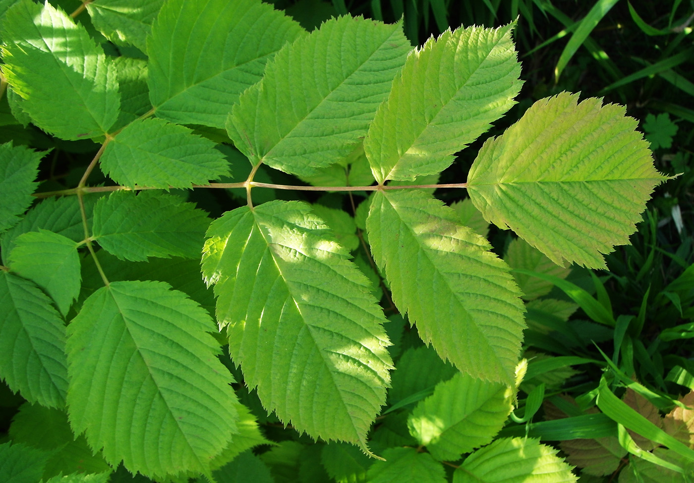 Image of genus Aruncus specimen.