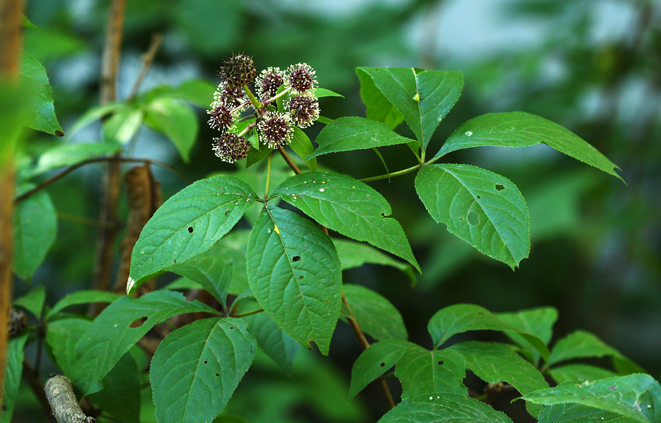 Изображение особи Eleutherococcus sessiliflorus.