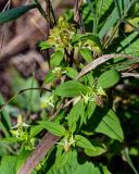 Halenia corniculata. Верхушка цветущего растения. Сахалин, гор. округ Долинский, мыс Острый, приморский луг. 13.08.2023.