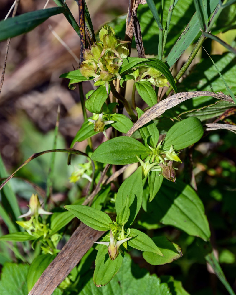 Изображение особи Halenia corniculata.