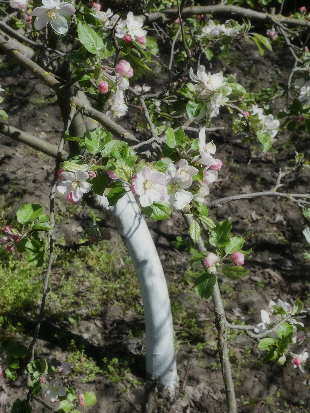 Image of Malus domestica specimen.