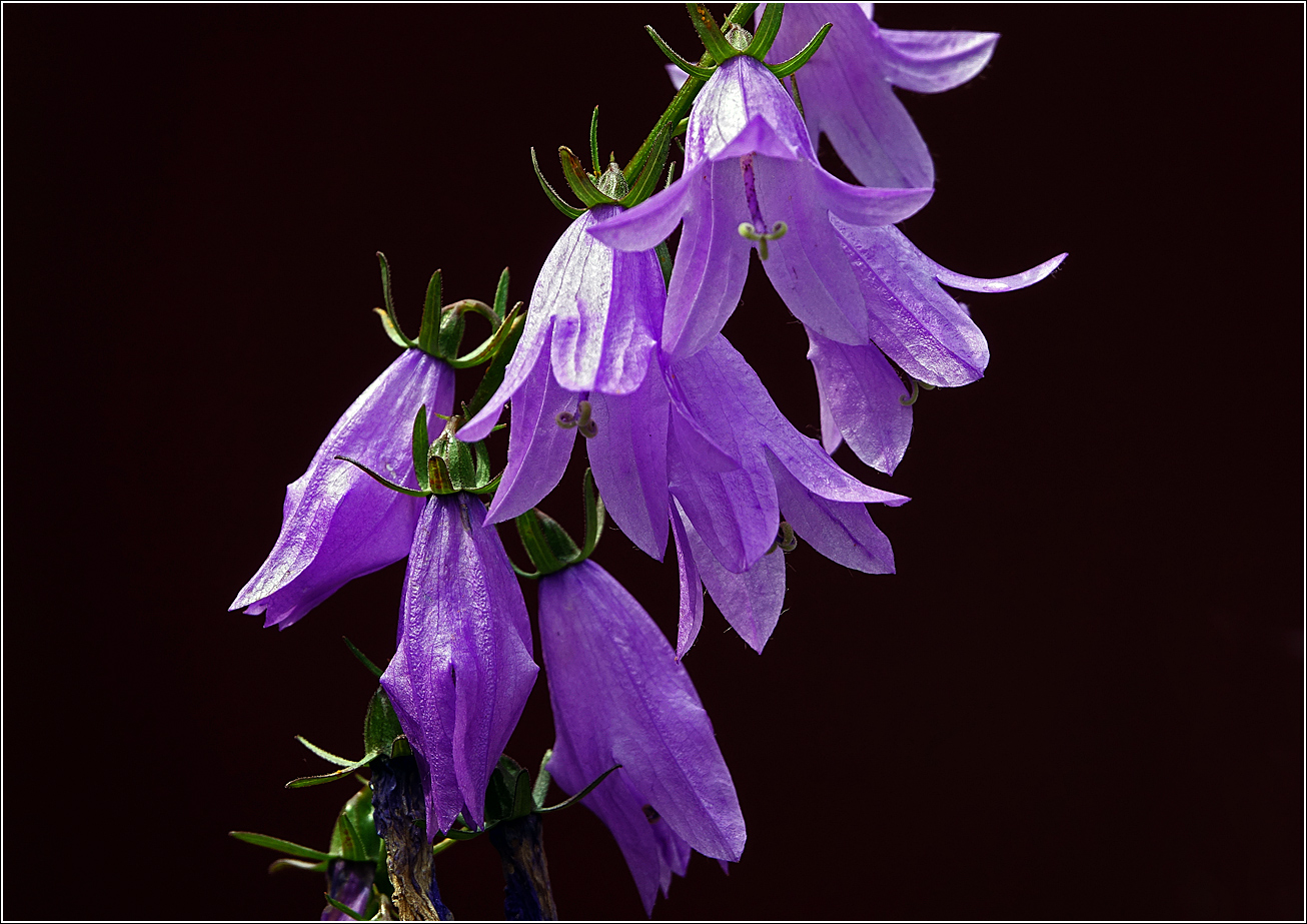 Image of Campanula rapunculoides specimen.