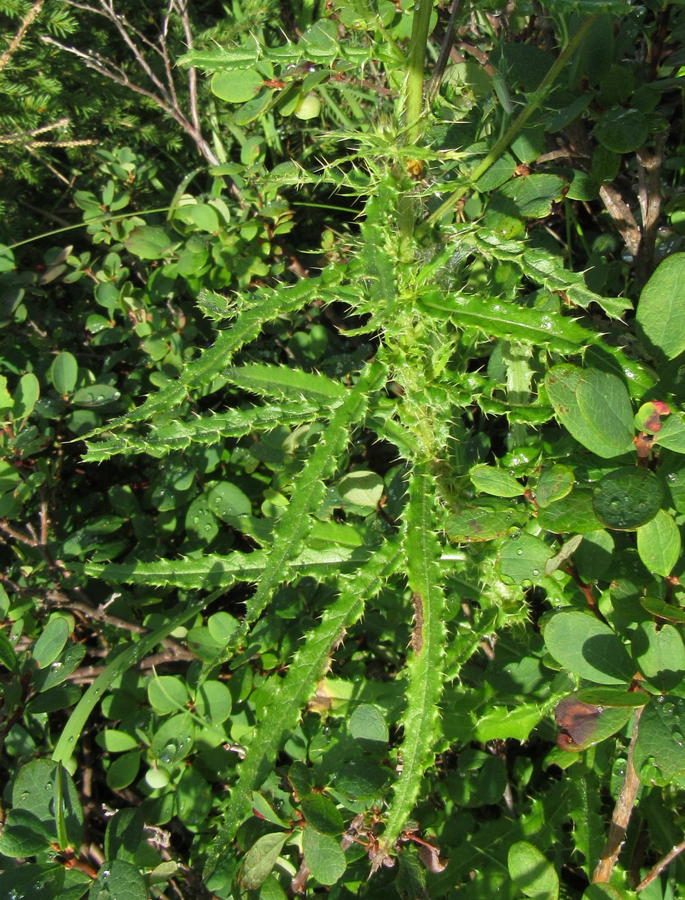 Изображение особи Cirsium schischkinii.