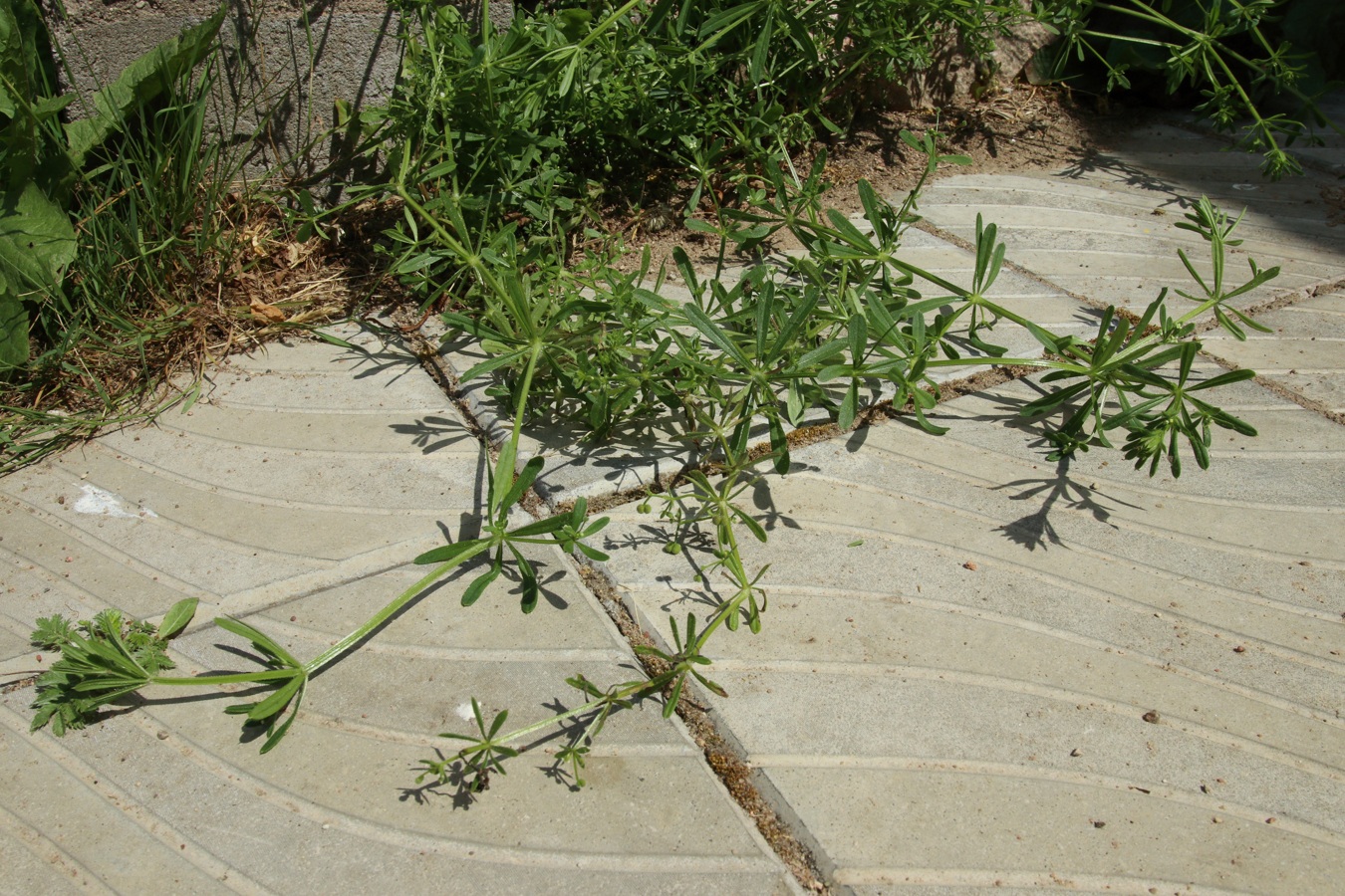 Изображение особи Galium aparine.