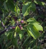 Rhamnus cathartica. Верхушка плодоносящей веточки. Пермский край, Кунгурский р-н, окр. дер. Дейково, ур. Греховская гора, одиночное деревце. 06.08.2023.