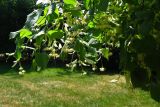 Смотреть изображение Tilia cordata