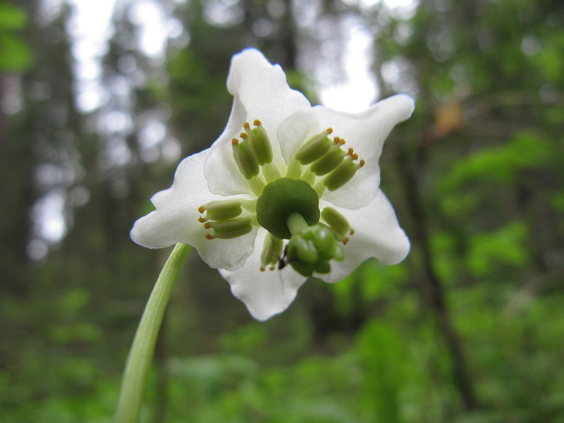 Image of Moneses uniflora specimen.