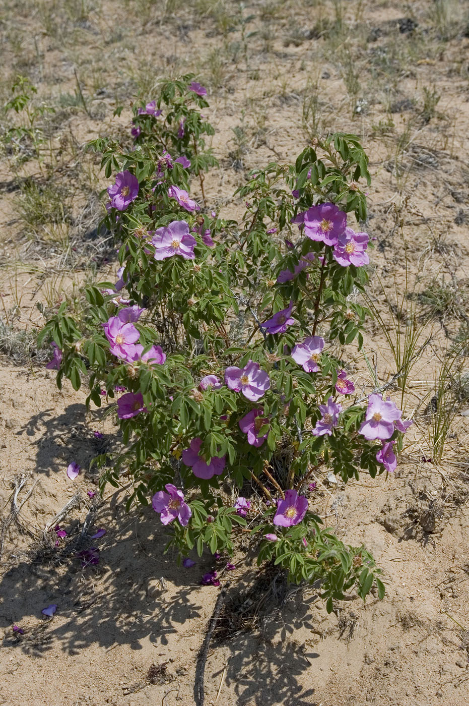 Image of Rosa davurica specimen.