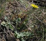 Taraxacum officinale