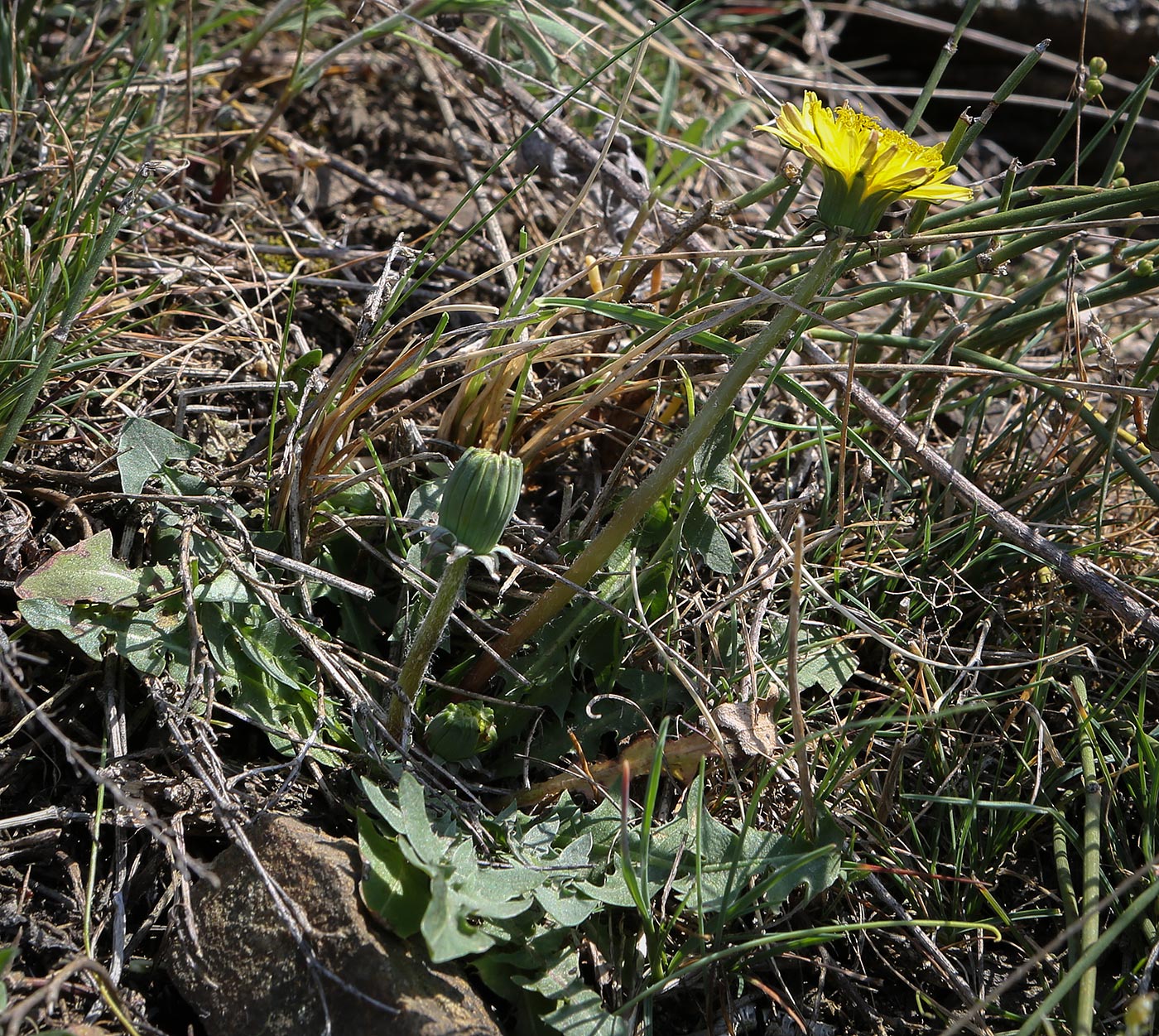 Image of Taraxacum officinale specimen.