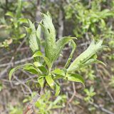 Salix bebbiana. Верхушка ветви с молодыми побегами. Хабаровский край, г. Комсомольск-на-Амуре, дол. руч. Тёплый ключ. 25.05.2024.