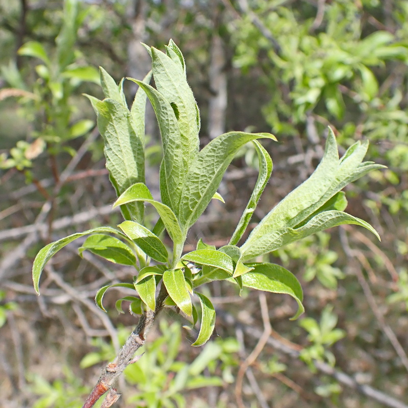 Image of Salix bebbiana specimen.