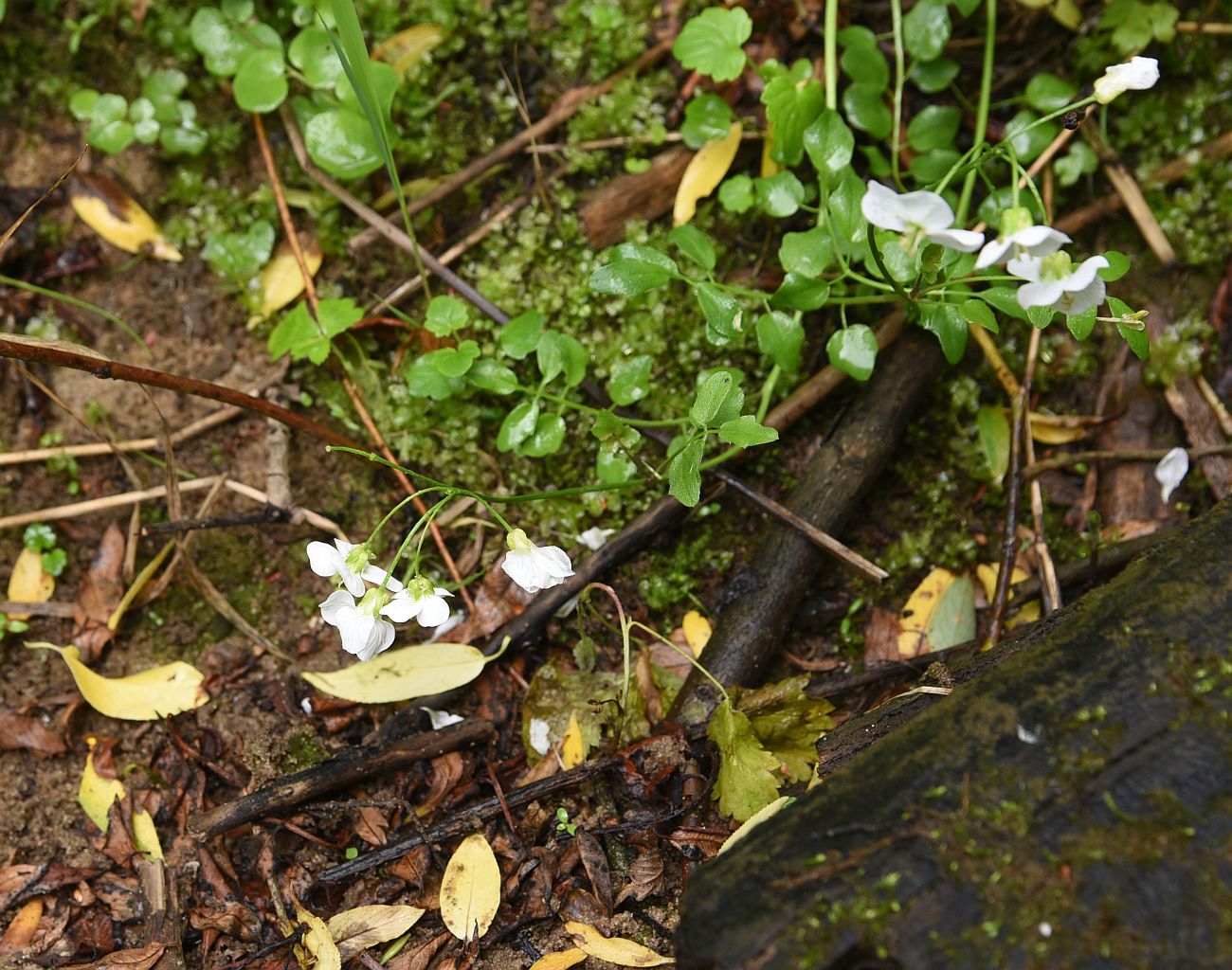 Image of Cardamine dentata specimen.