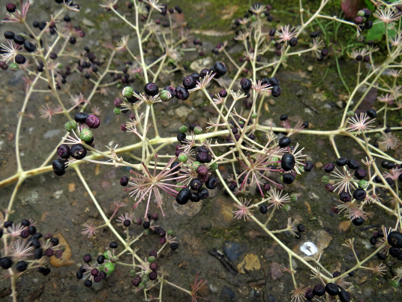 Image of Aralia elata specimen.