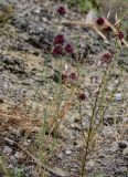 Allium atroviolaceum. Цветущие растения. Грузия, г. Тбилиси, каменистый склон. 10.06.2023.