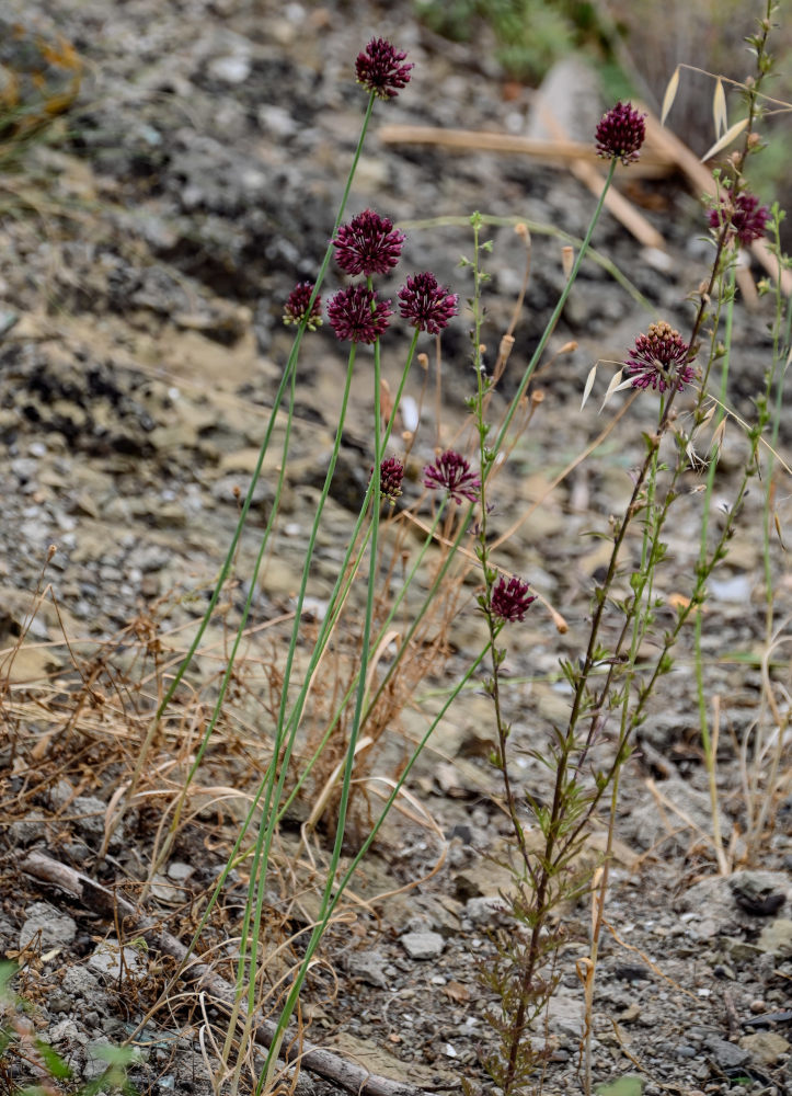 Image of Allium atroviolaceum specimen.