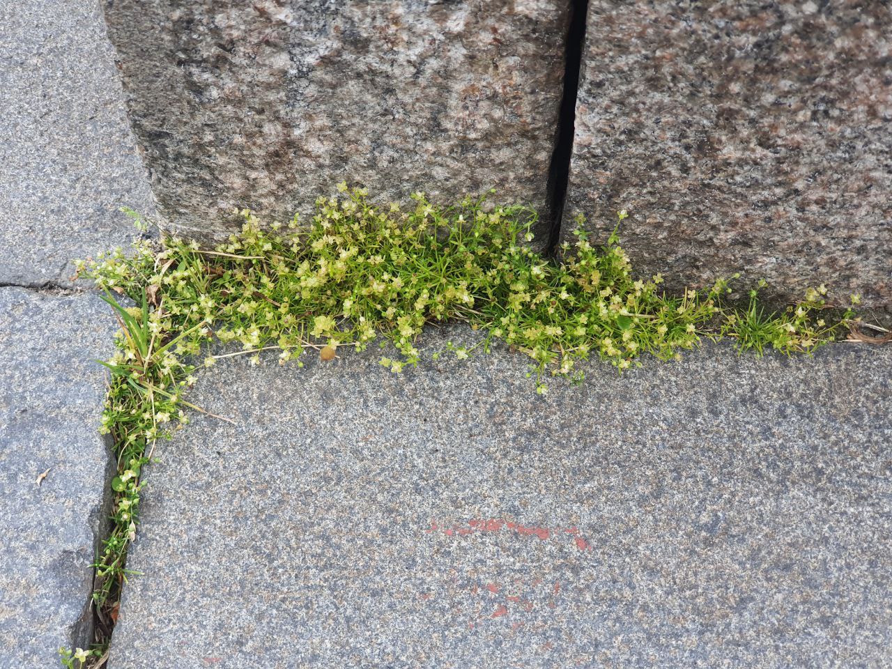 Image of Sagina procumbens specimen.