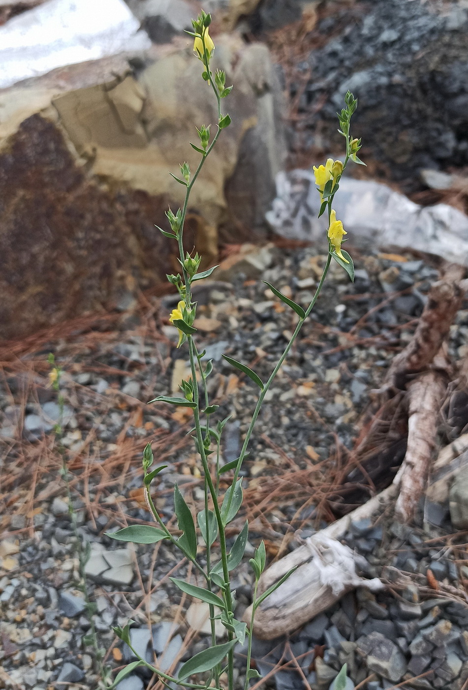 Image of Linaria genistifolia specimen.