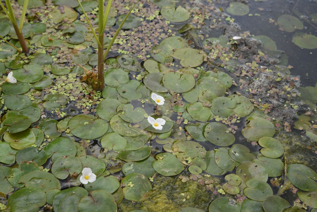 Изображение особи Hydrocharis morsus-ranae.