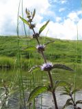 genus Mentha. Верхушка цветущего растения. Восточный Казахстан, Южный Алтай, сев. подножье хр. Сарымсакты, Бухтарминская впадина, ур. Кара-Джир, берег термального ручья. 6 июля 2024 г.