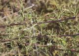 Artemisia campestris подвид glutinosa. Средние части веточек растения в начале цветения. Испания, автономное сообщество Каталония, провинция Жирона, комарка Баш Эмпорда, муниципалитет Тороэлья-де-Монгри, окр. устья р. Тер, осушенный маршевый луг Платера (Platera) с наносами песка. 15.07.2024.