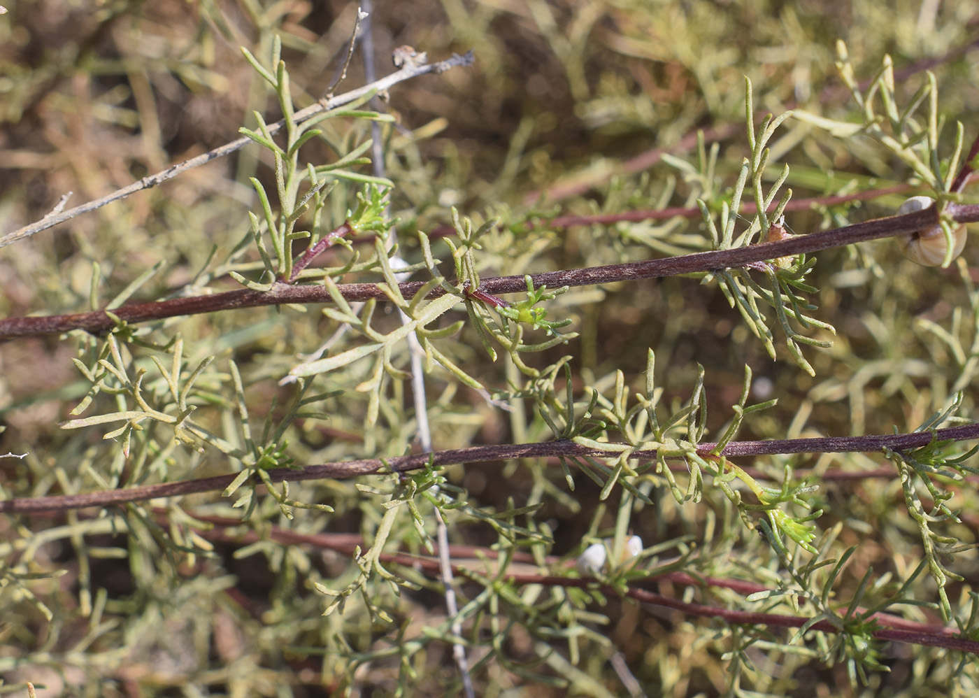 Изображение особи Artemisia campestris ssp. glutinosa.