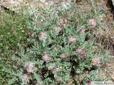 Astragalus lasiostylus. Цветущее растение. Узбекистан, хребет Нуратау, Нуратинский заповедник, урочище Хаятсай. Конец мая 2008 г.
