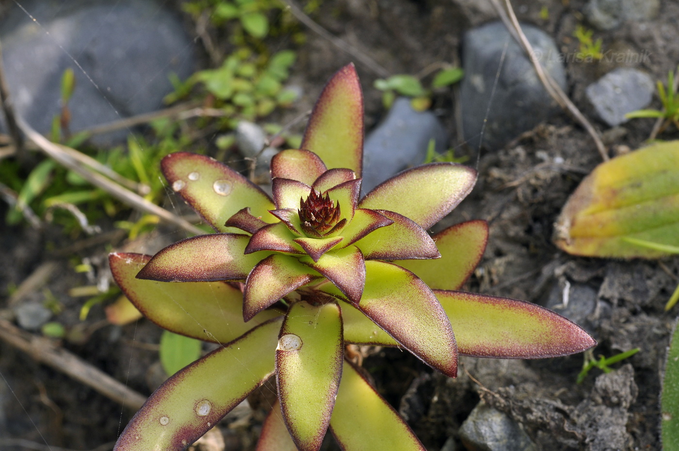 Image of Orostachys maximowiczii specimen.