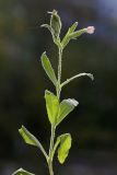 Silene noctiflora. Верхушка побега с цветком и плодом. Приморский край, г. Находка, у жилого дома, по краю посадок Syringa amurensis. 21.09.2024.