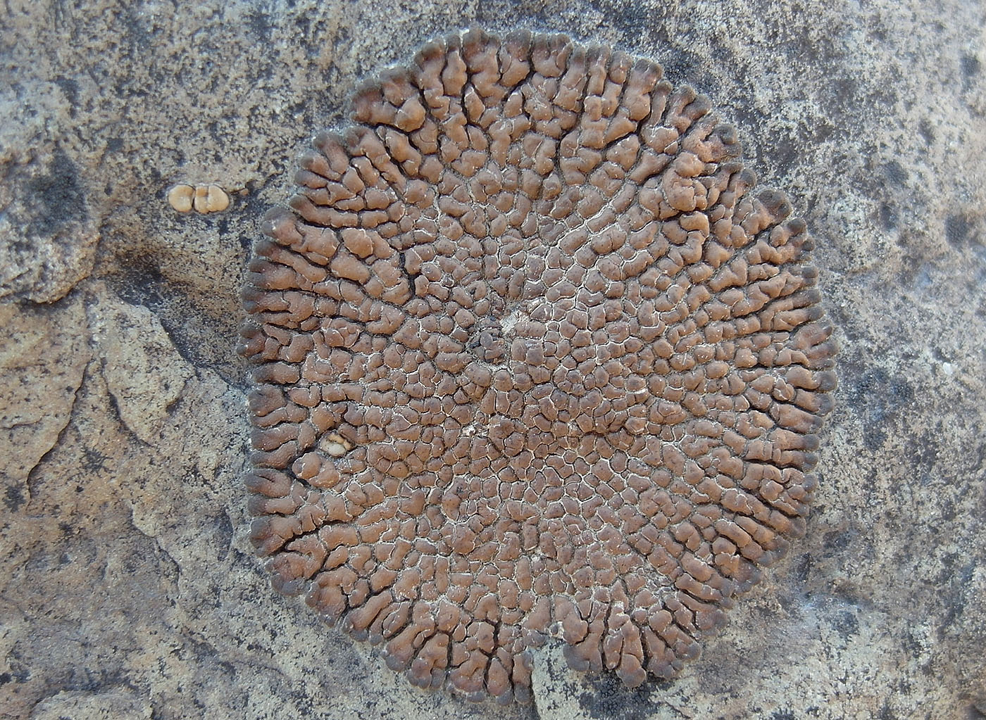 Image of Acarospora bohlinii specimen.