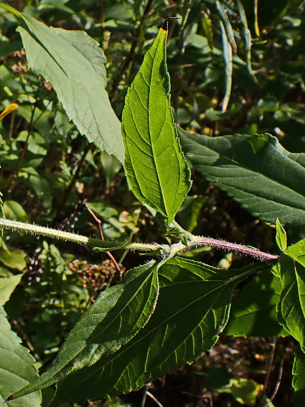 Image of Helianthus tuberosus specimen.