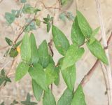 Lonicera similis