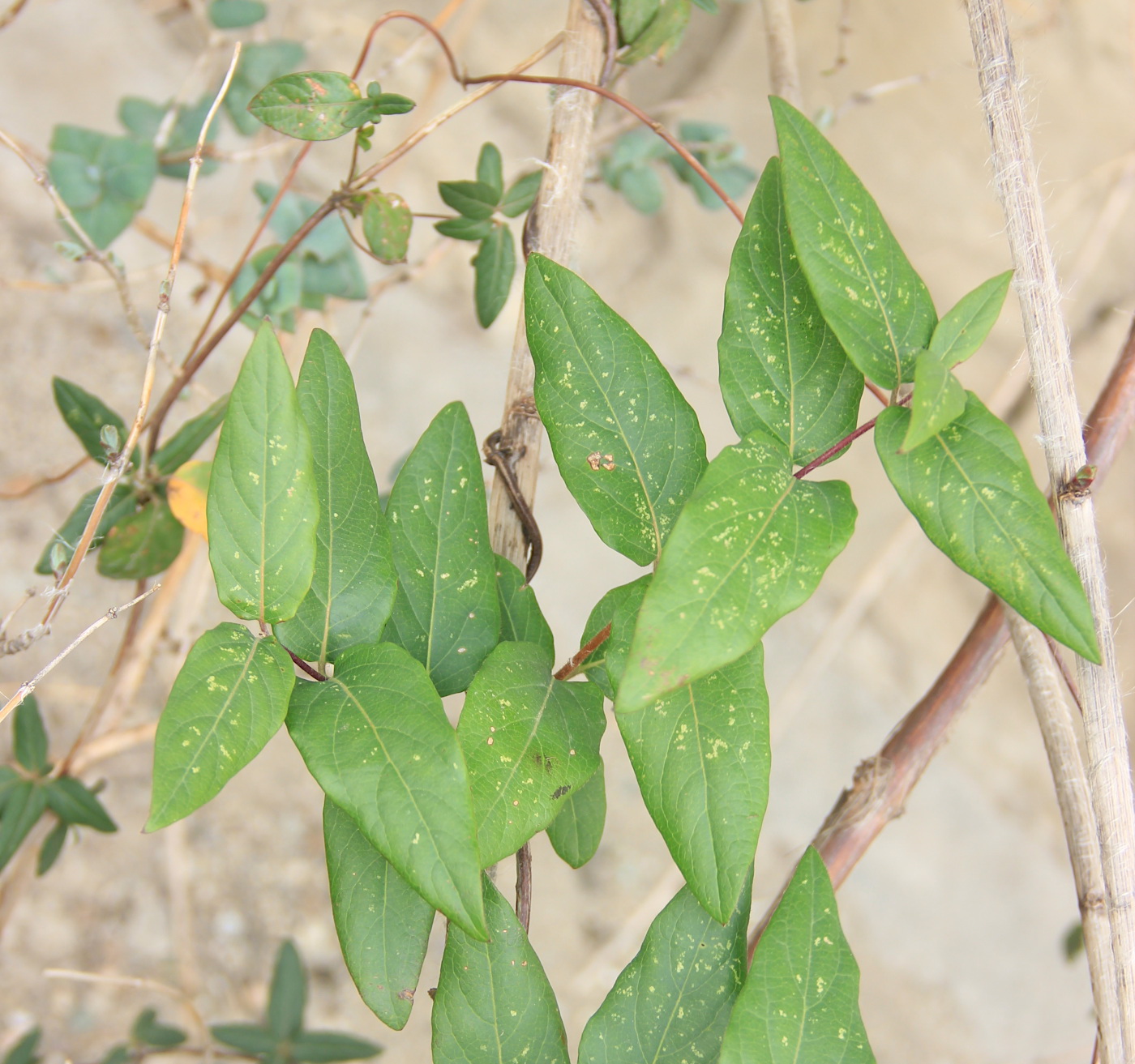 Изображение особи Lonicera similis.