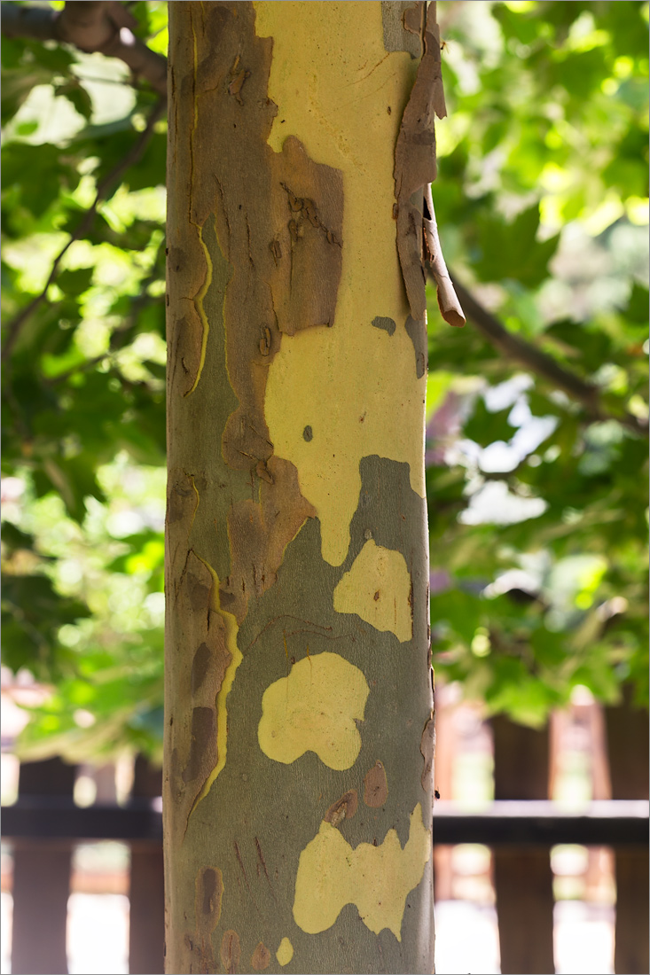 Image of Platanus &times; acerifolia specimen.