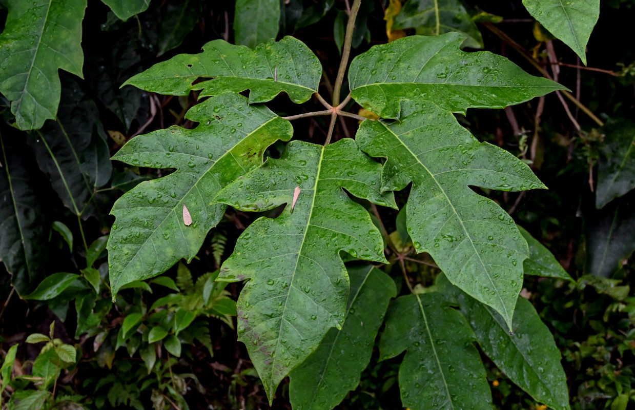 Изображение особи Heptapleurum delavayi.