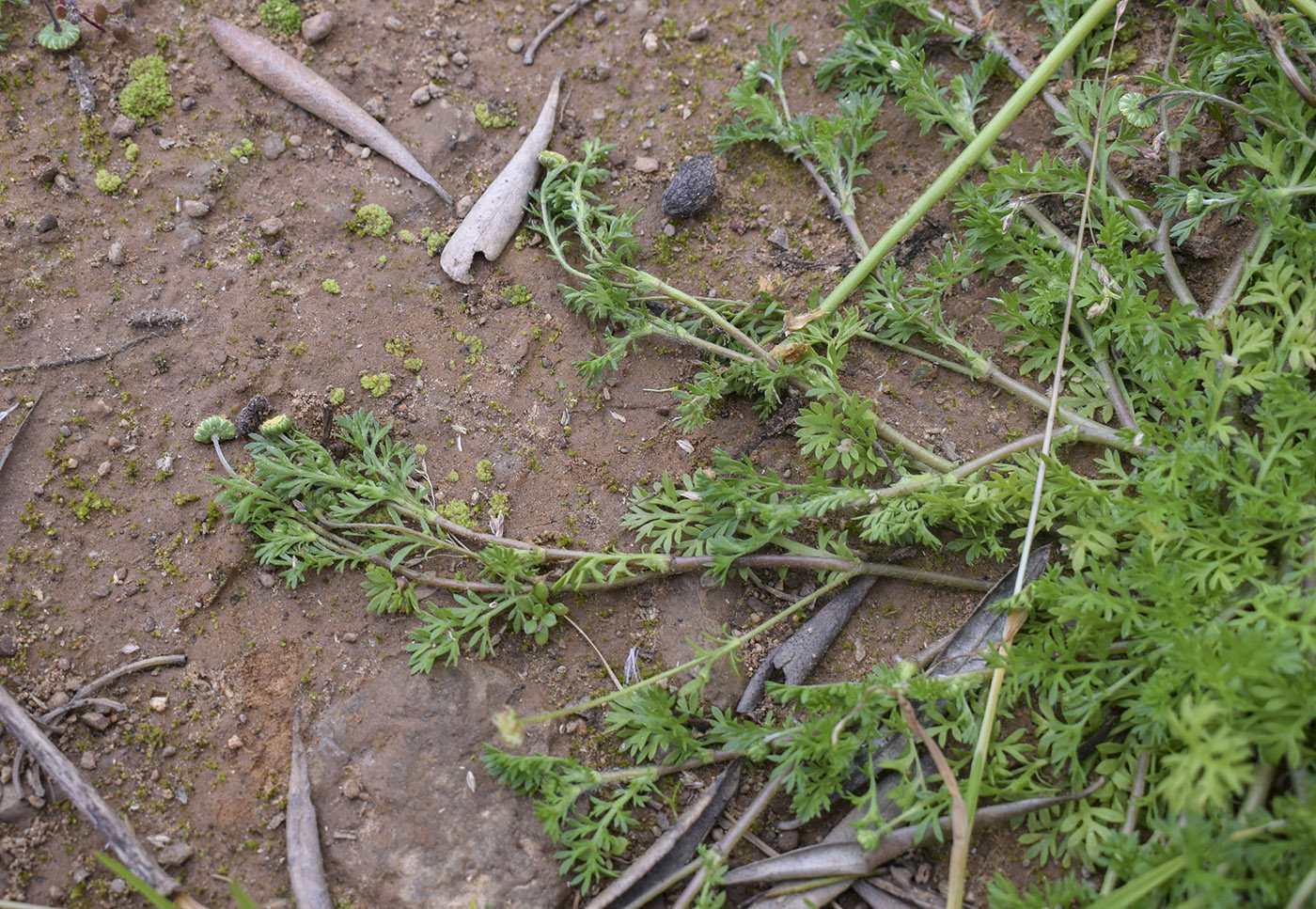 Image of Cotula australis specimen.