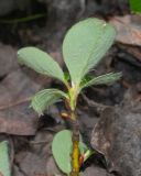 Salix reptans. Побег (видна абаксиальная поверхность листьев). Камчатский край, Елизовский р-н, подножие вулкана Авачинская сопка, горная тундра. 11.08.2024.