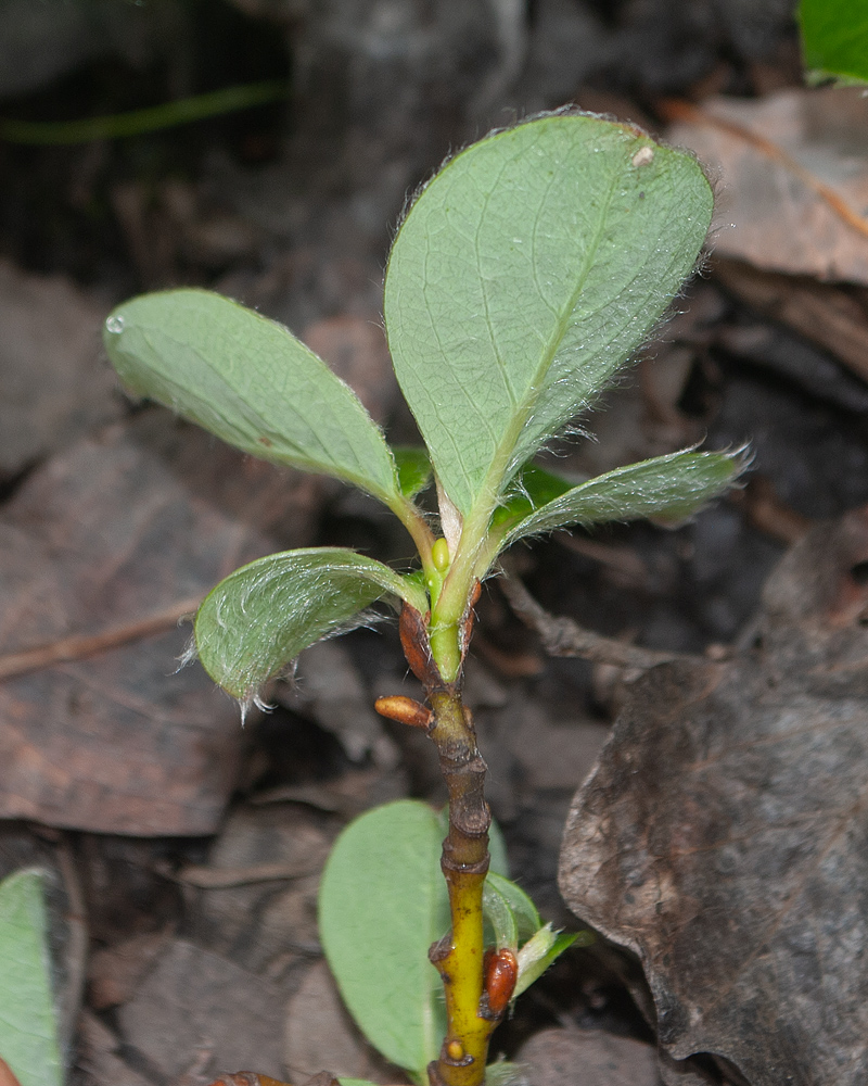 Изображение особи Salix reptans.