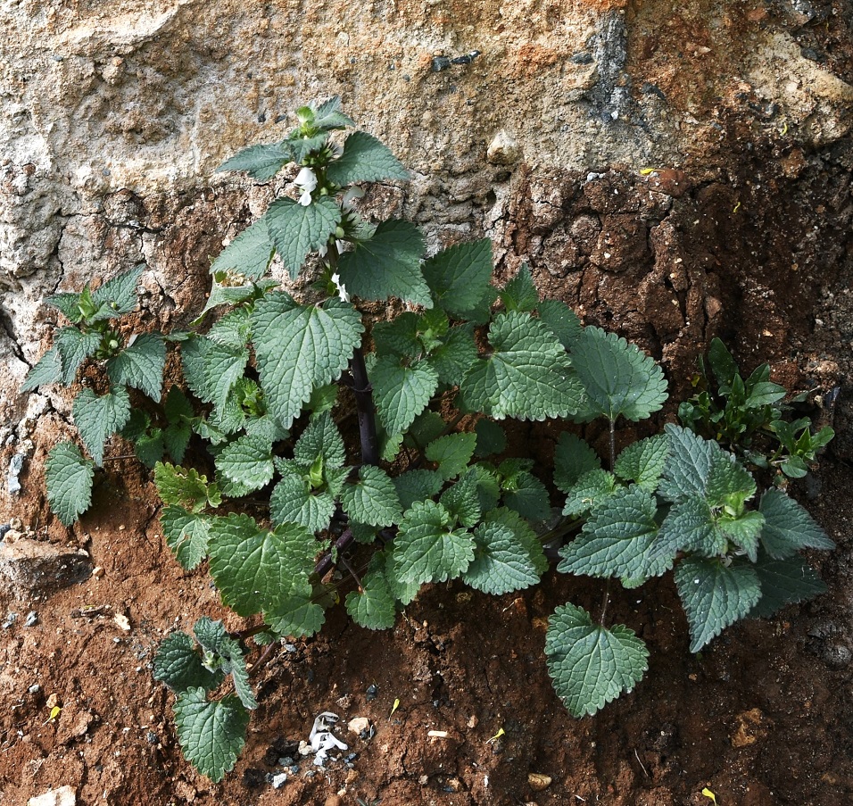 Изображение особи Lamium moschatum ssp. micranthum.