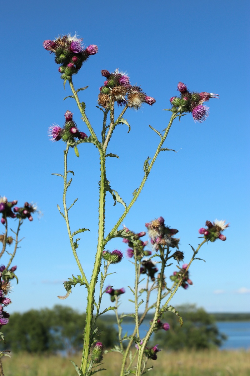 Изображение особи Carduus crispus.