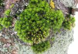 Lewinskya speciosa