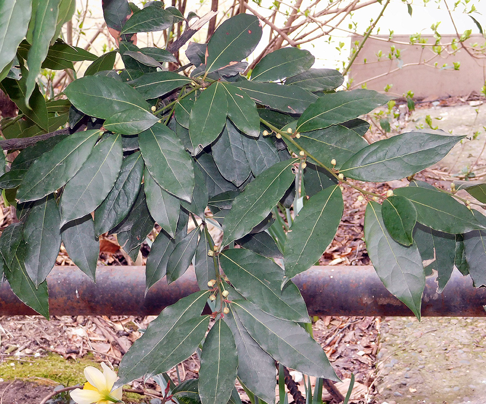 Изображение особи Laurus nobilis.