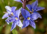 Смотреть изображение Veronica teucrium