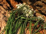 Ornithogalum fimbriatum