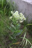 View full-size image Cardaria draba