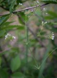Смотреть изображение Galium octonarium