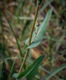 Смотреть изображение Lactuca serriola