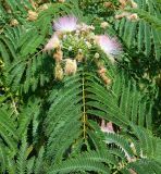 Смотреть изображение Albizia julibrissin