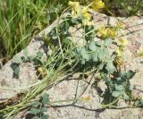 Смотреть изображение Securigera balansae