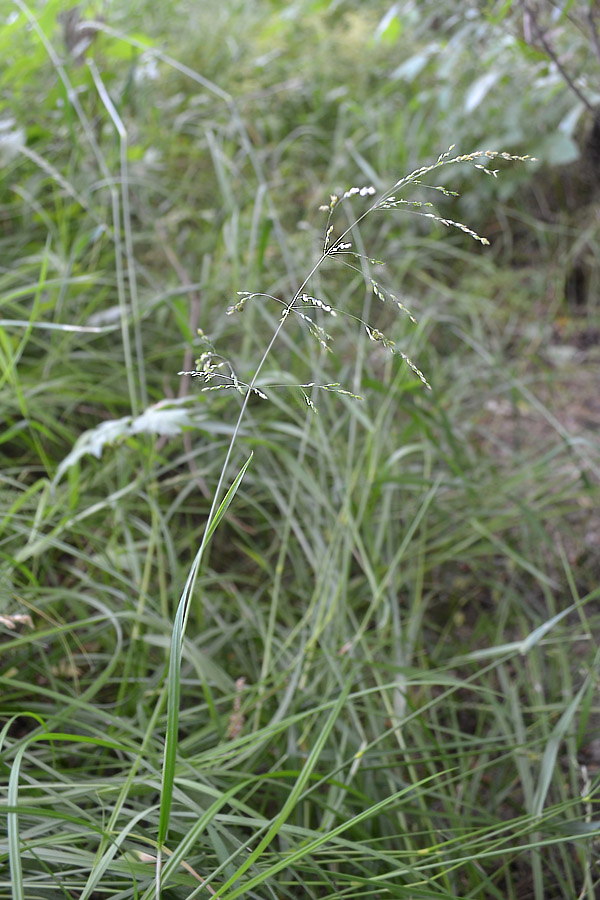 Image of Poa sylvicola specimen.